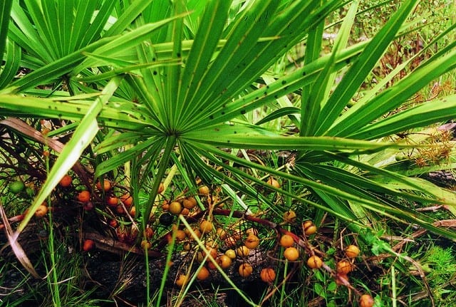 Saw Palmetto: Nature’s hair loss supplement