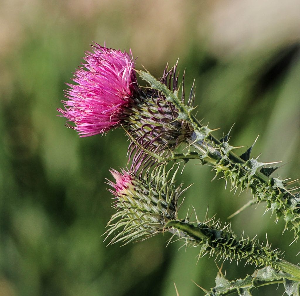 Milk Thistle 1