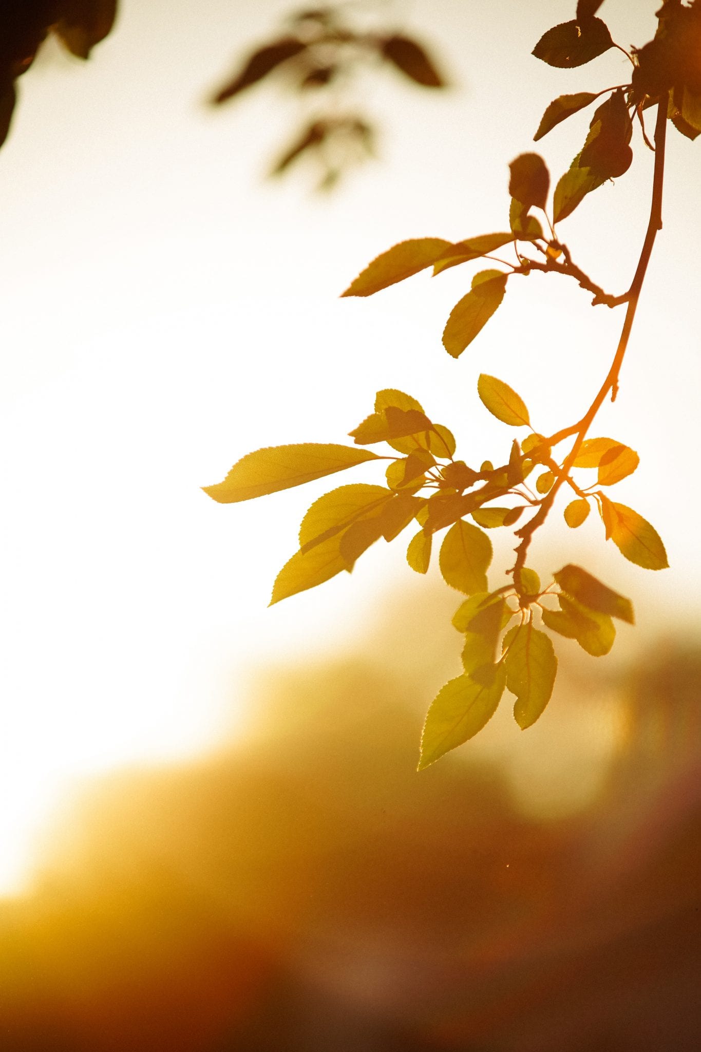 Sunshine is our most natural source of vitamin D 1 Vitamin D in the Sunshine for Hair Growth