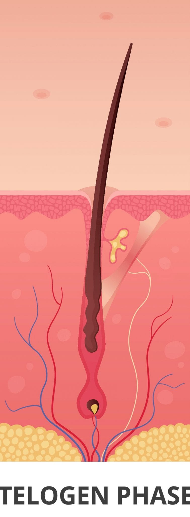 Telogen Phase (1) The telogen phase of the hair growth cycle