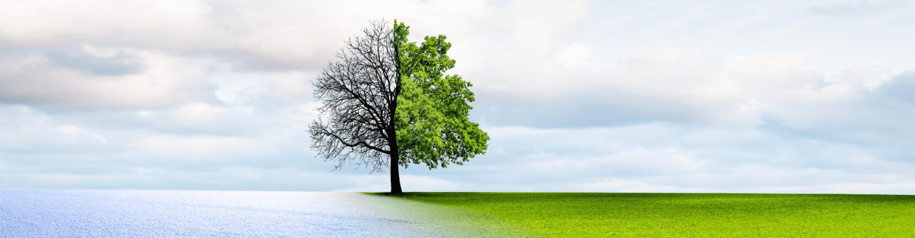Is it better to have a hair transplant in winter or summer?